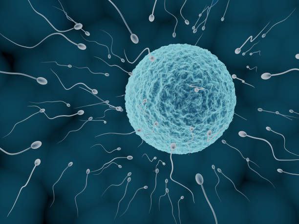 How to Naturally Raise Your Sperm Count at Home for Men
