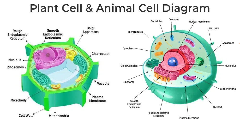 Plant Cell and Animal Cell Diagram