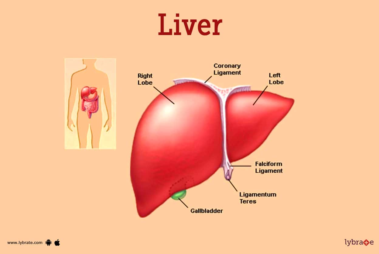 Updated Nursing and Midwifery Council Past Questions and Answers 6 image of the liver