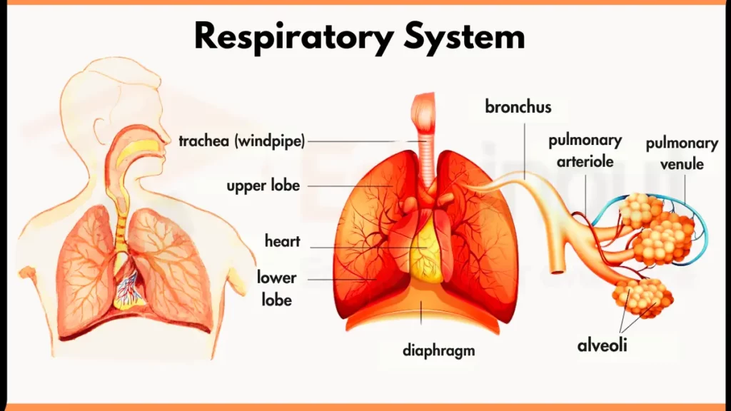 LAUTECH College of Nursing and Midwifery Past Questions and Answers 4 Respiratory System Diagram 1024x576 1