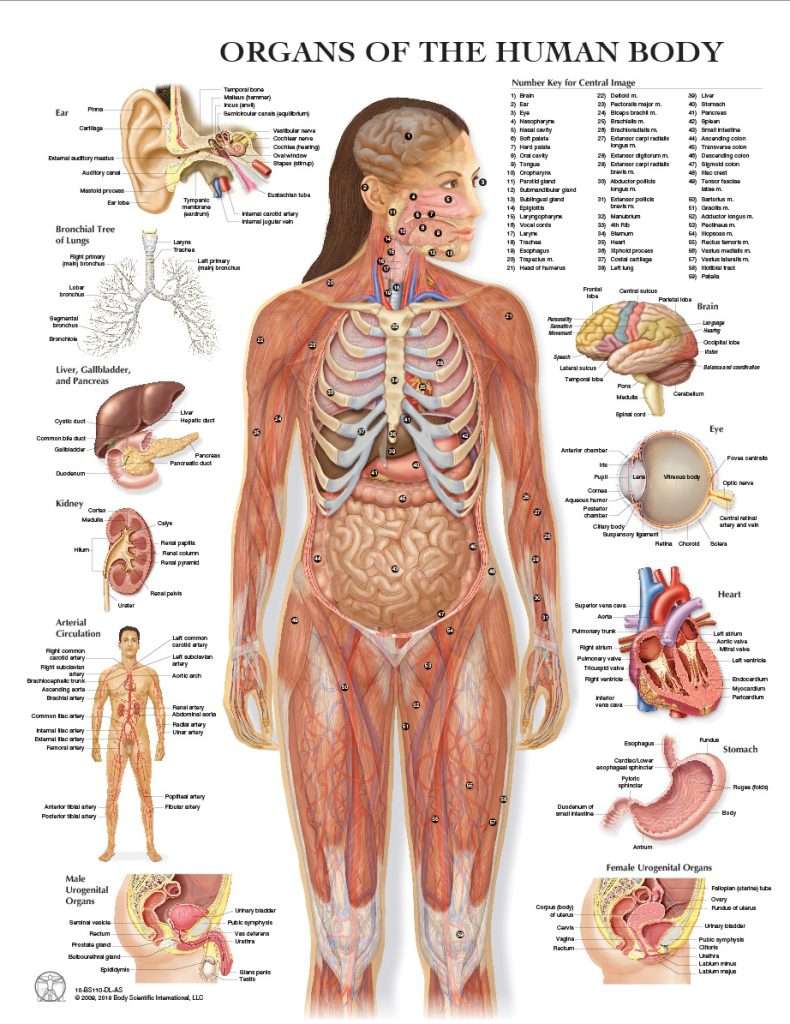 AAUA JUPEB Past Questions and Answers 5 human anatomy introduction himalayan yoga association 1