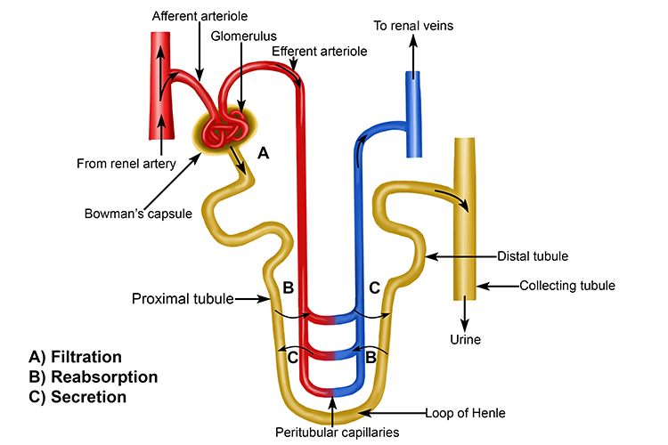BMU JUPEB Past Questions and Answers 6 new simplified structure of a nephron.000d296
